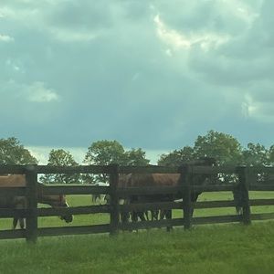 Meet your Posher, hazel